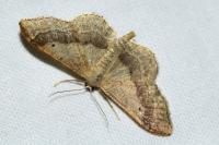 Idaea aversata