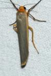 Manulea complana
