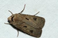 Agrotis exclamationis
