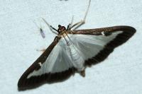 Cydalima perspectalis
