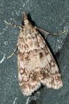 Eudonia lacustrata