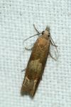 Eucosma conterminana