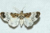 Eupithecia breviculata