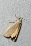 Eilema caniola
