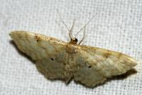 Idaea fuscovenosa