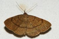 Paracolax tristalis
