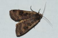 Noctua pronuba