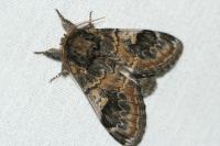 Notodonta tritophus