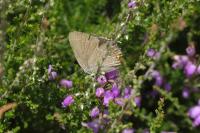 Satyrium ilicis