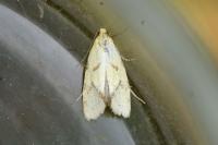 Agapeta hamana