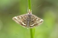 Pyrausta despicata