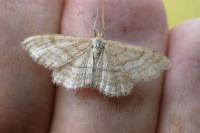 Idaea macilentaria