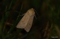 Mythimna vitellina