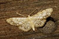 Idaea moniliata