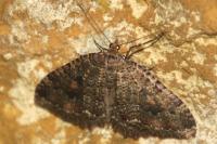 Triphosa dubitata