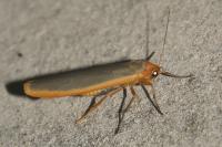 Manulea complana