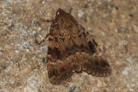 Amphipyra pyramidea