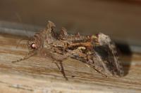 Autographa gamma