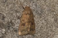 Caradrina morpheus