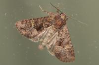 Mesapamea secalella/secalis
