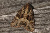 Mesapamea secalella/secalis