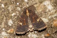 Mesapamea secalella/secalis