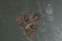 Mesapamea secalella/secalis