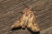 Mesapamea secalella/secalis