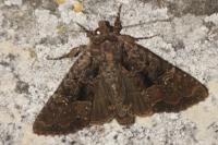 Mesapamea secalella/secalis