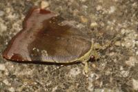 Noctua janthe/janthina