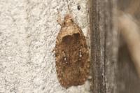 Agonopterix