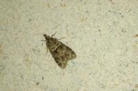 Eudonia mercurella