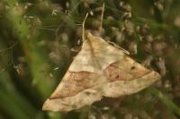 Crocallis elinguaria