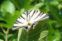 Iphiclides podalirius