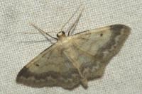 Idaea biselata