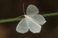Jodis lactearia