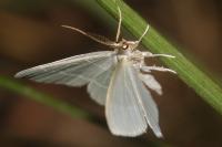 Jodis lactearia