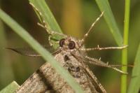 Peribatodes rhomboidaria