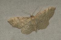 Idaea fuscovenosa
