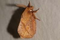 Euthrix potatoria
