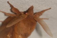 Euthrix potatoria