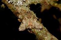 Polyphaenis sericata