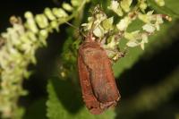 Noctua pronuba