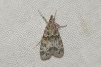 Eudonia mercurella