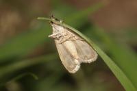 Eudonia mercurella