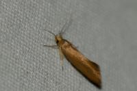 Crassa unitella