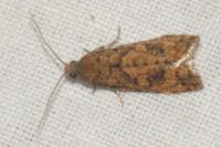 Epinotia caprana