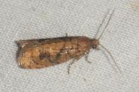 Epinotia caprana