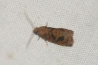 Epinotia caprana