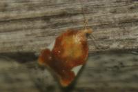 Acleris holmiana